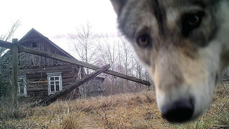 wolf lobo chernobyl