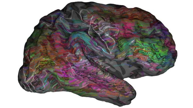 brain
