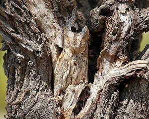 Owl The power of camouflage
