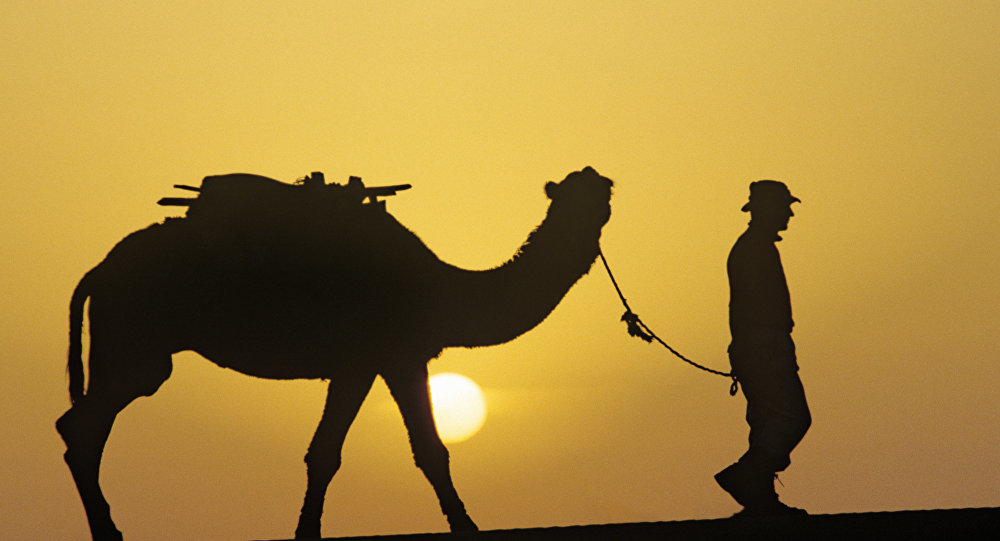 camel camello 