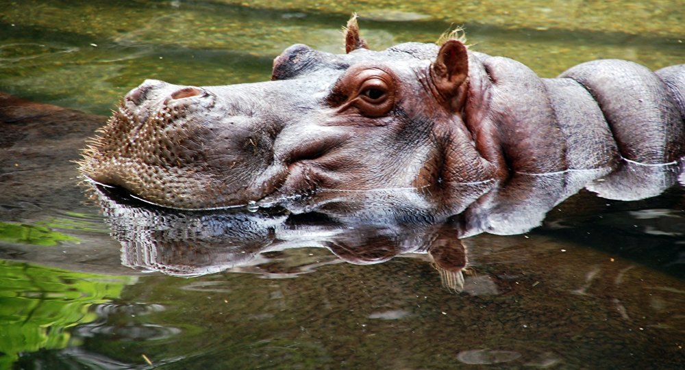 hippo hipopotamo 