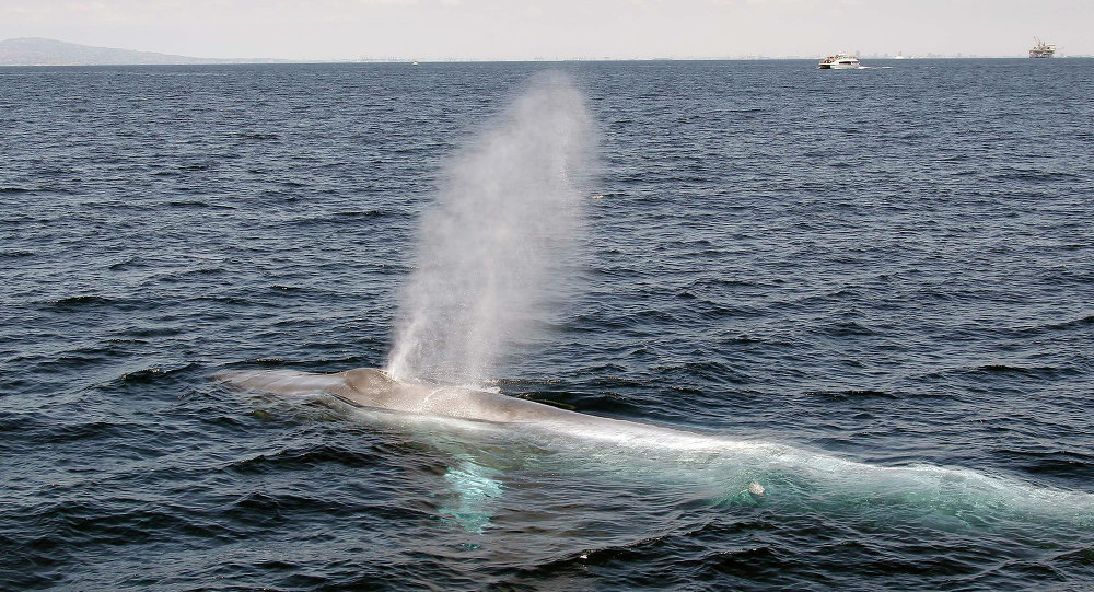 ballenas whales 
