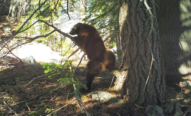 This May 18 photo taken from a remote camera, set up by biologist Chris Stermer, shows a wolverine in the Tahoe National Forest in California.
