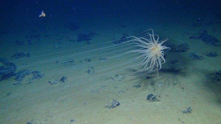 nuevas especies mar 