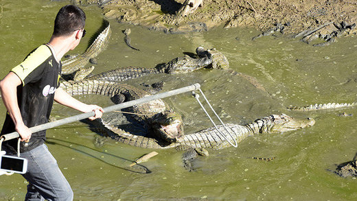 dead cayman caimanes muertos paraguay