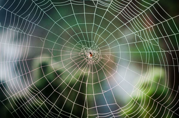 tela araña