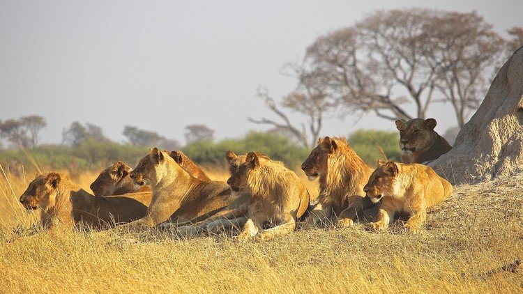 lionesses leonas 