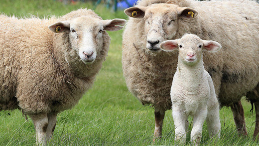 ovejas sheep