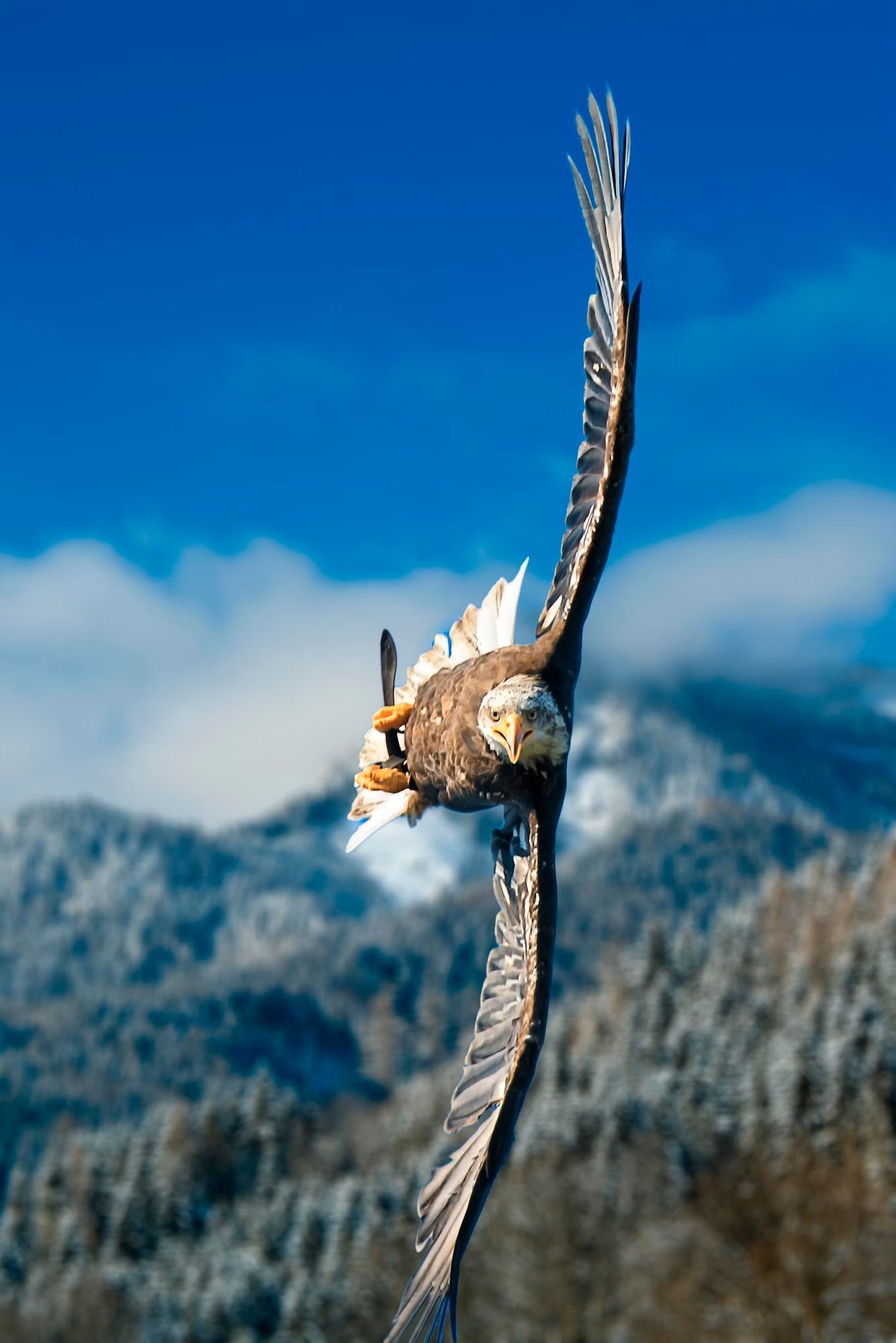 Flying eagle