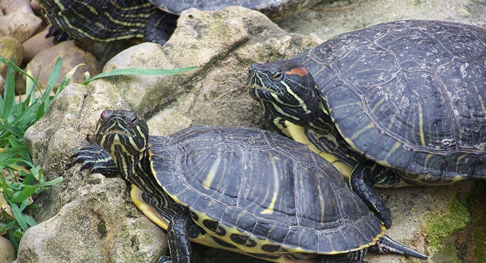 turtles tortugas 
