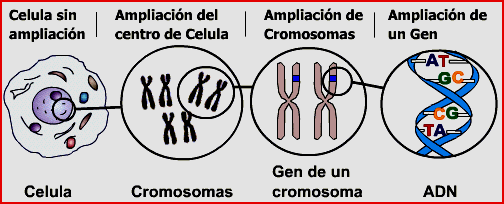 celula cromosoma gen