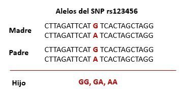 combinación alelos genética