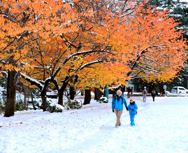 An earlier-than-usual snowfall covers Sapporo, including leaves in autumn hues still on branches, on Nov. 6. 