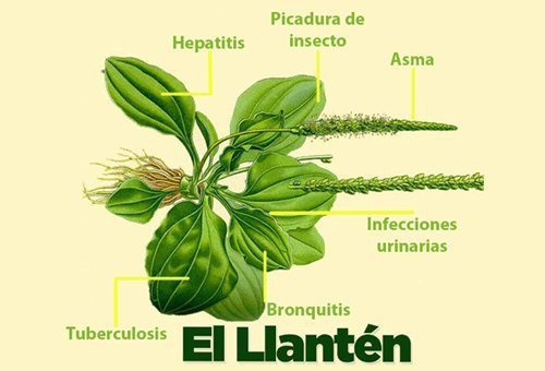 llantén