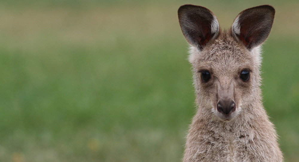 kanguro kangaroo 