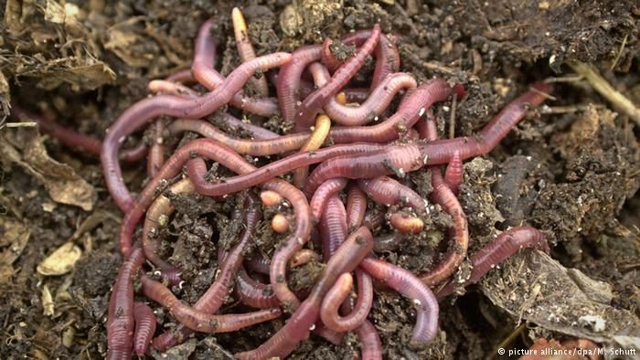 earthworms lombrices