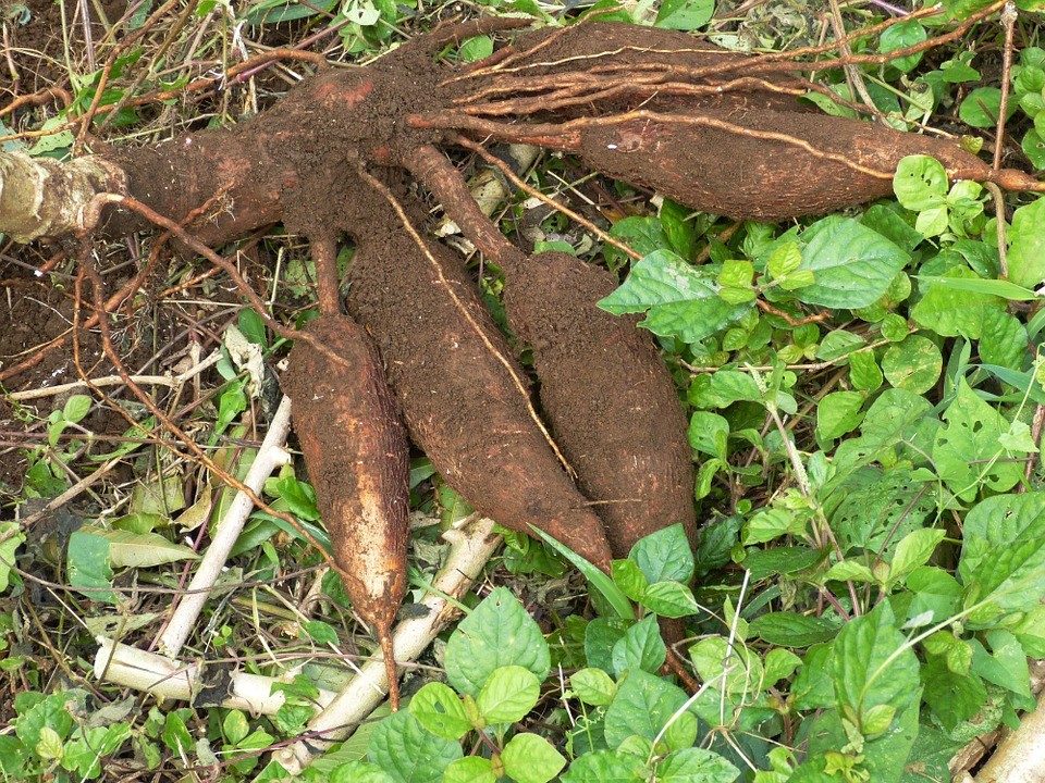 Yuca mandioca