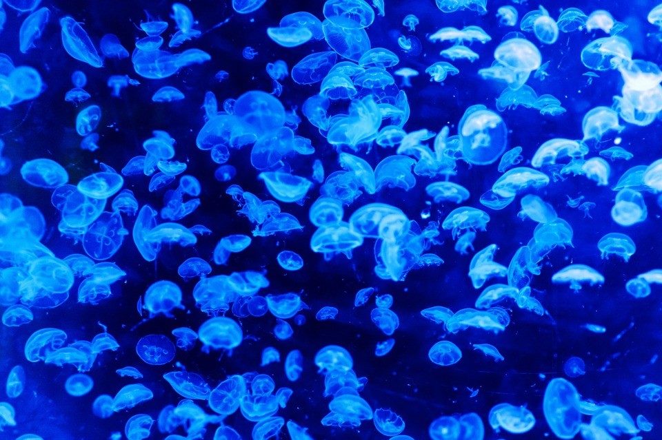 fondo marino
