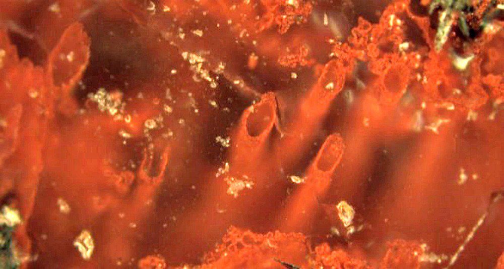  bacterias cinturón rocoso de Nuvvuagittuq