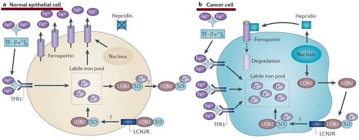 hierro células cáncer