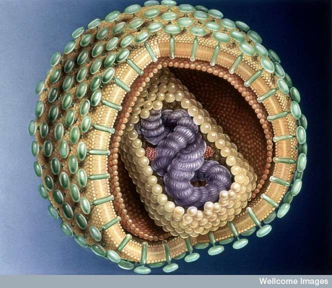 VIH SIDA AIDS