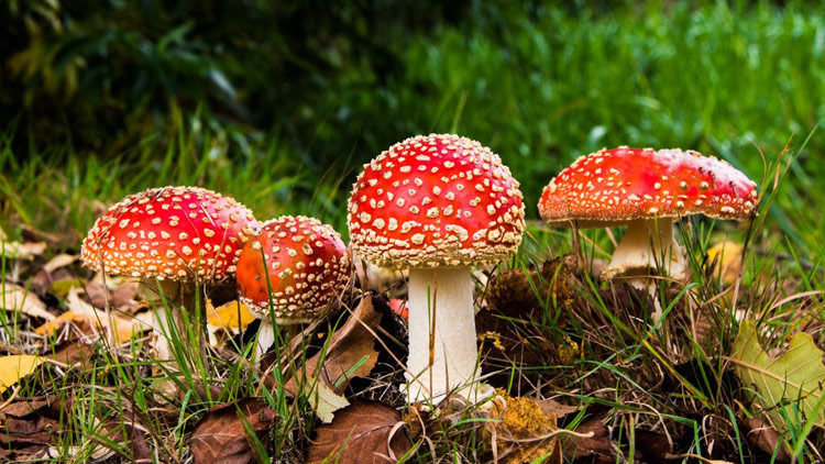 hongos