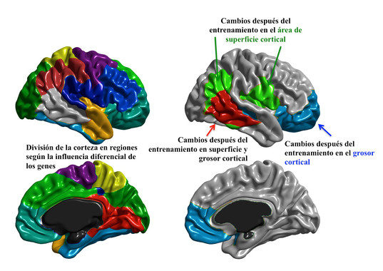 cerebro cognición 