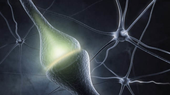 neuroplasticidad