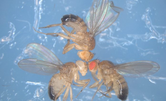 Drosophilas experimento ADN