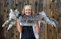 gato más largo del mundo