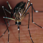 Aedes aegypti 