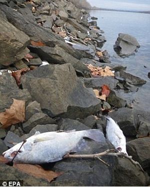 peces muertos 2