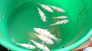 peces Australia