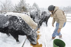 Vacas nieve EEUU