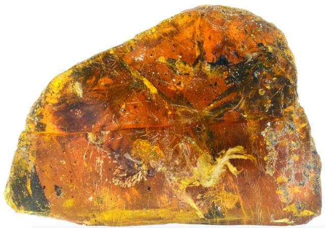 Ave prehistórica en ámbar asombra a científicos por los restos de su cuerpo. 