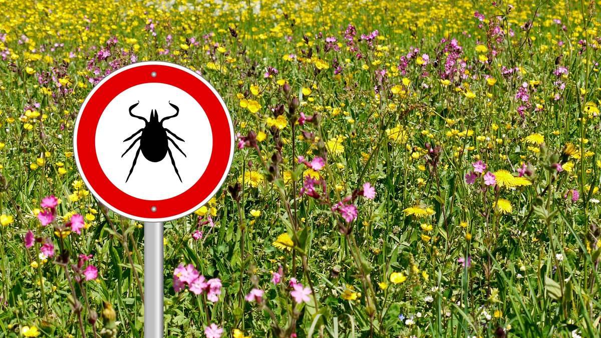 enfermedad lyme