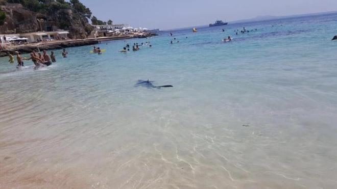 tiburón Mallorca