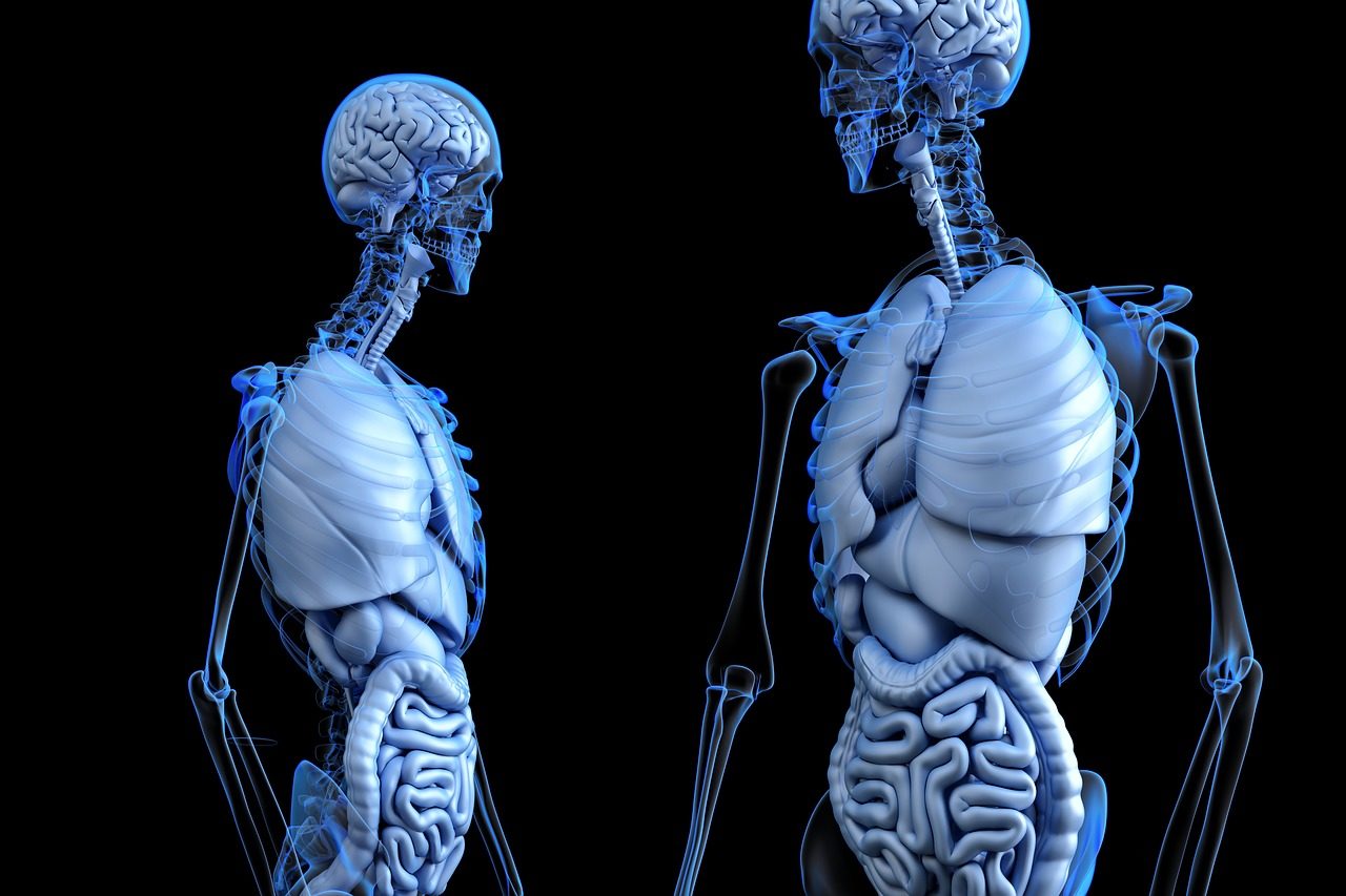 flora intestinal / cerebro