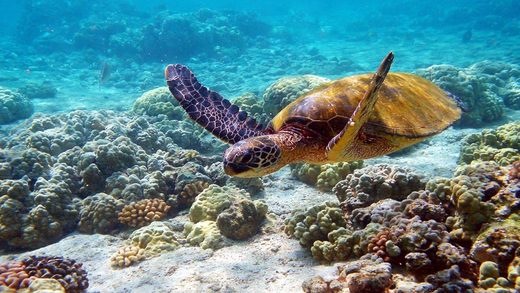 Sea turtle