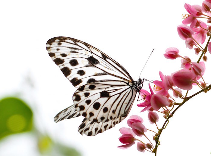 mariposa
