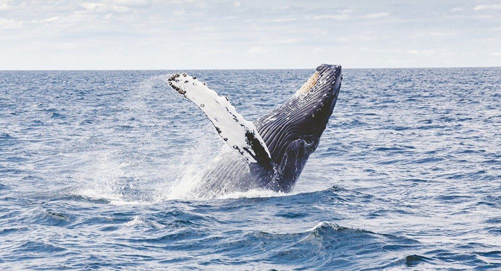 Ballena whale