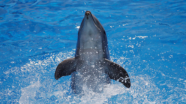 dolphin delfin