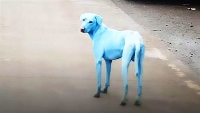 Blue Dog1
