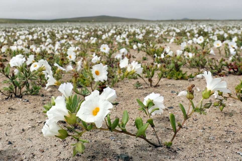 View of flowers in the Atacama Desert, Chile, on 17 August 2017