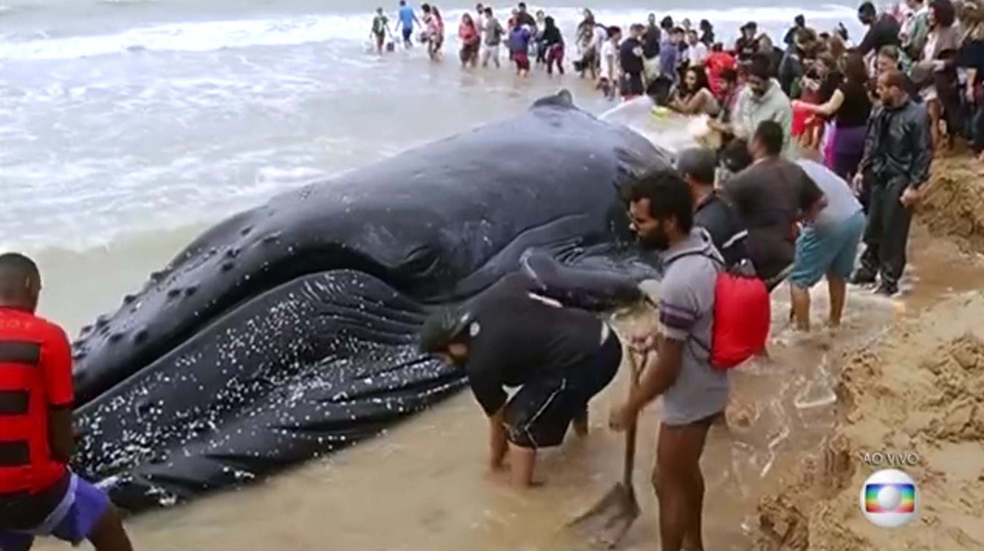 Cientos de activistas ecologistas devolvieron una ballena al mar en la costa de Brasil.