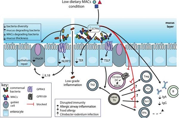 Microbiota-Accesible Carbohydrates