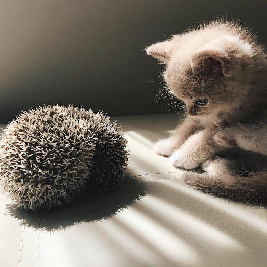 Pikabu meets hedgehog