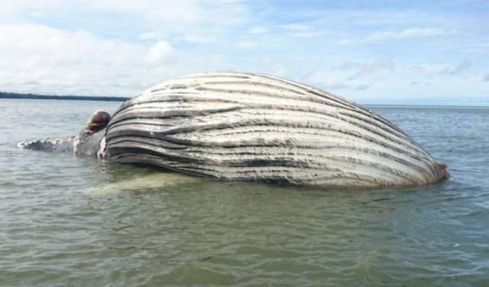 La ballena mide 18 metros y pesa 40 toneladas.