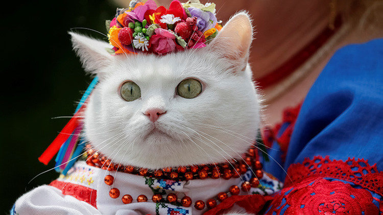 gato