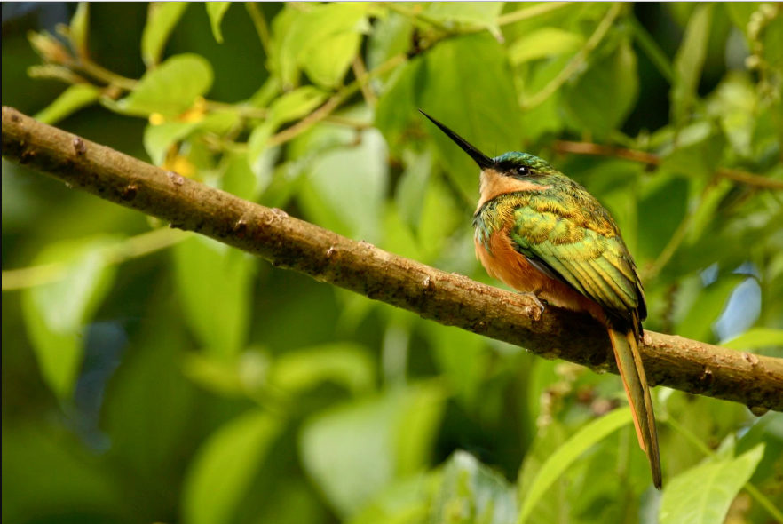 colibri